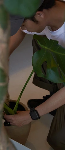 観葉植物の手入れ