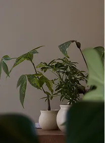 観葉植物